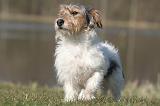 JACK RUSSEL 422